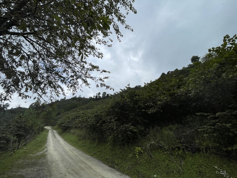 GİRESUN BULANCAK'TA 4.652 M2 SATILIK FINDIK BAHÇESİ